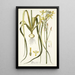 Albuca aurea - Nikolaus Joseph Freiherr von Jacquin — gerahmtes Bild an der Wand