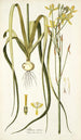 Albuca aurea - Nikolaus Joseph Freiherr von Jacquin — Ansicht des Kunstwerks