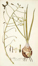 Albuca caudata - Nikolaus Joseph Freiherr von Jacquin — Ansicht des Kunstwerks