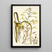 Albuca major - Nikolaus Joseph Freiherr von Jacquin — gerahmtes Bild an der Wand