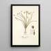 Albuca spiralis - Nikolaus Joseph Freiherr von Jacquin — gerahmtes Bild an der Wand