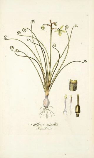 Nikolaus Joseph Freiherr von Jacquin - Albuca spiralis.webp