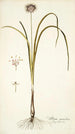 Allium suaveolens - Nikolaus Joseph Freiherr von Jacquin — Ansicht des Kunstwerks