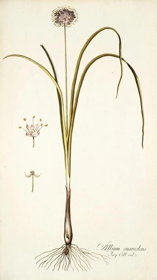 Nikolaus Joseph Freiherr von Jacquin - Allium suaveolens.webp