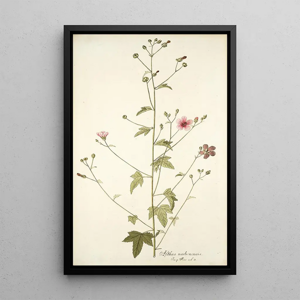 Nikolaus Joseph Freiherr von Jacquin - Althaea narbonensis.webp
