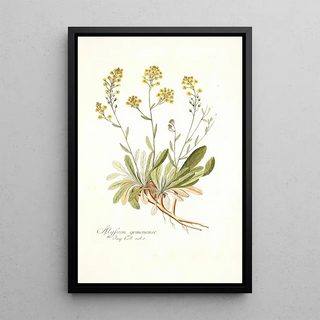 Nikolaus Joseph Freiherr von Jacquin - Alyssum gemonense.webp