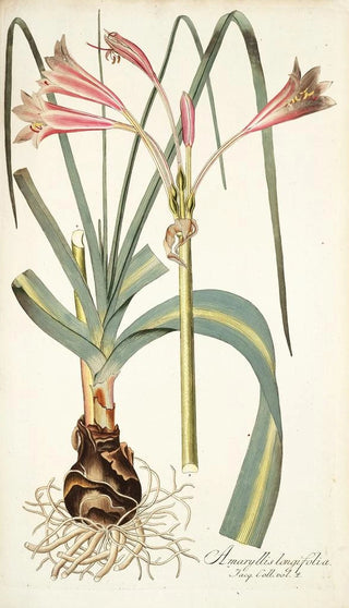 Nikolaus Joseph Freiherr von Jacquin - Amaryllis longifolia.webp