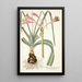 Amaryllis longifolia - Nikolaus Joseph Freiherr von Jacquin — gerahmtes Bild an der Wand