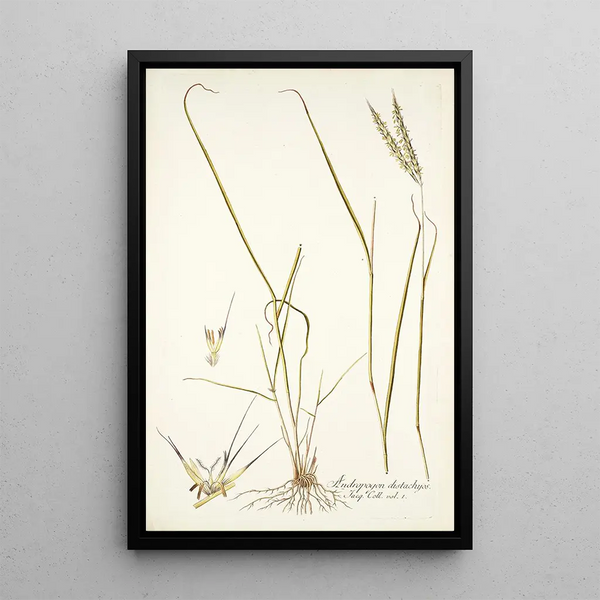 Nikolaus Joseph Freiherr von Jacquin - Andropogon distachyos.webp