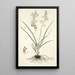 Anthericum bipedunculatum - Nikolaus Joseph Freiherr von Jacquin — gerahmtes Bild an der Wand