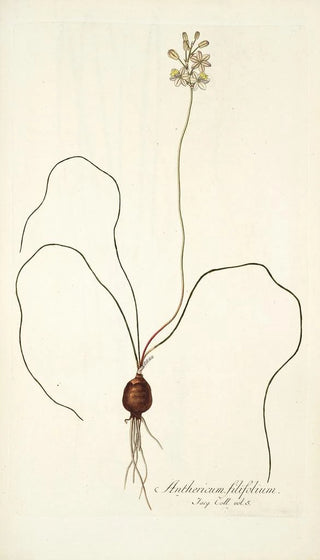 Nikolaus Joseph Freiherr von Jacquin - Anthericum filifolium.webp