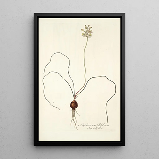 Nikolaus Joseph Freiherr von Jacquin - Anthericum filifolium.webp