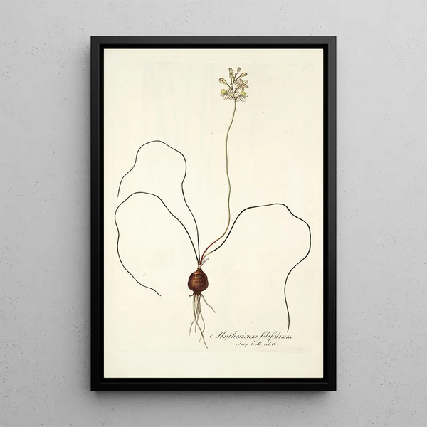 Nikolaus Joseph Freiherr von Jacquin - Anthericum filifolium.webp