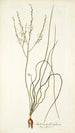 Anthericum flexifolium - Nikolaus Joseph Freiherr von Jacquin — Ansicht des Kunstwerks