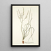 Anthericum flexifolium - Nikolaus Joseph Freiherr von Jacquin — gerahmtes Bild an der Wand