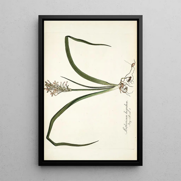 Nikolaus Joseph Freiherr von Jacquin - Anthericum hispidum.webp