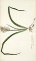 Anthericum hispidum - Nikolaus Joseph Freiherr von Jacquin — Ansicht des Kunstwerks