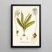 Anthericum physodes - Nikolaus Joseph Freiherr von Jacquin — gerahmtes Bild an der Wand