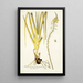 Anthericum praemorsum - Nikolaus Joseph Freiherr von Jacquin — gerahmtes Bild an der Wand