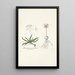 Anthericum pusillum - Nikolaus Joseph Freiherr von Jacquin — gerahmtes Bild an der Wand