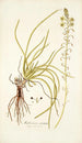 Anthericum rostratum - Nikolaus Joseph Freiherr von Jacquin — Ansicht des Kunstwerks