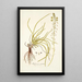 Anthericum rostratum - Nikolaus Joseph Freiherr von Jacquin — gerahmtes Bild an der Wand