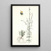 Antirrhinum parviflorum - Nikolaus Joseph Freiherr von Jacquin — gerahmtes Bild an der Wand