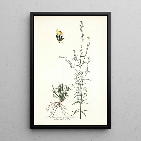 Nikolaus Joseph Freiherr von Jacquin - Antirrhinum parviflorum.webp