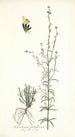 Antirrhinum parviflorum - Nikolaus Joseph Freiherr von Jacquin — Ansicht des Kunstwerks