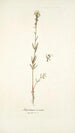 Antirrhinum versicolor - Nikolaus Joseph Freiherr von Jacquin — Ansicht des Kunstwerks