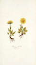 Arnica glacialis - Nikolaus Joseph Freiherr von Jacquin — Ansicht des Kunstwerks