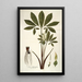 Arum helleborifolium - Nikolaus Joseph Freiherr von Jacquin — gerahmtes Bild an der Wand