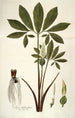 Arum helleborifolium - Nikolaus Joseph Freiherr von Jacquin — Ansicht des Kunstwerks