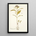 Asclepias citrifolia - Nikolaus Joseph Freiherr von Jacquin — gerahmtes Bild an der Wand