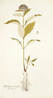 Asclepias citrifolia - Nikolaus Joseph Freiherr von Jacquin — Ansicht des Kunstwerks