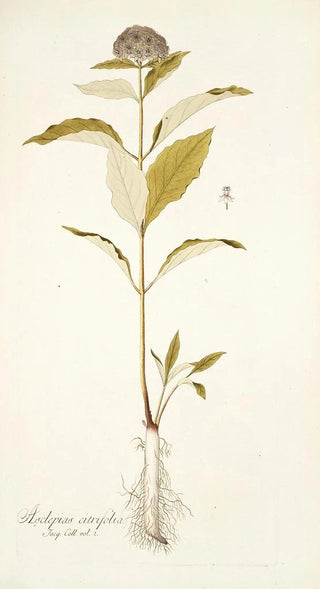 Nikolaus Joseph Freiherr von Jacquin - Asclepias citrifolia.webp