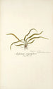 Asplenium angustifolium - Nikolaus Joseph Freiherr von Jacquin — Ansicht des Kunstwerks