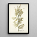 Astragalus asper - Nikolaus Joseph Freiherr von Jacquin — gerahmtes Bild an der Wand
