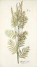 Astragalus asper - Nikolaus Joseph Freiherr von Jacquin — Ansicht des Kunstwerks