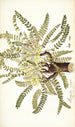 Astragalus exscapus - Nikolaus Joseph Freiherr von Jacquin — Ansicht des Kunstwerks