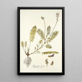 Nikolaus Joseph Freiherr von Jacquin - Astragalus hians.webp