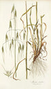 Avena sterilis - Nikolaus Joseph Freiherr von Jacquin — Ansicht des Kunstwerks