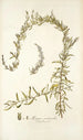 Axyris ceratoides - Nikolaus Joseph Freiherr von Jacquin — Ansicht des Kunstwerks