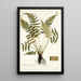 Blechnum occidentale - Nikolaus Joseph Freiherr von Jacquin — gerahmtes Bild an der Wand