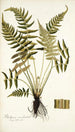 Blechnum occidentale - Nikolaus Joseph Freiherr von Jacquin — Ansicht des Kunstwerks