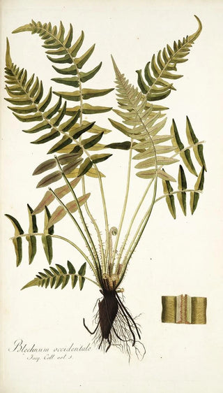 Nikolaus Joseph Freiherr von Jacquin - Blechnum occidentale.webp
