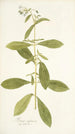Borago zeylanica - Nikolaus Joseph Freiherr von Jacquin — Ansicht des Kunstwerks