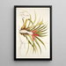 Bromelia humilis - Nikolaus Joseph Freiherr von Jacquin — gerahmtes Bild an der Wand