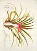 Bromelia humilis - Nikolaus Joseph Freiherr von Jacquin — Ansicht des Kunstwerks