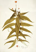 Budlea capitata - Nikolaus Joseph Freiherr von Jacquin — Ansicht des Kunstwerks